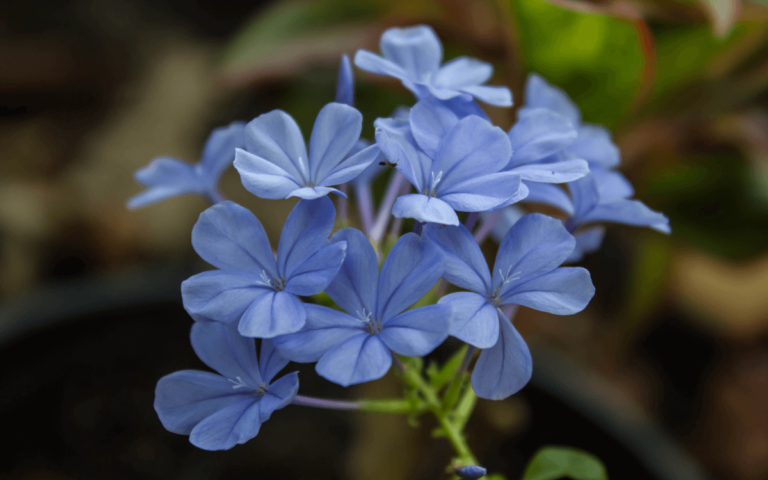 Plumbago auriculata flowers Plumbago (Leadworts plant): How to Grow and Propagate