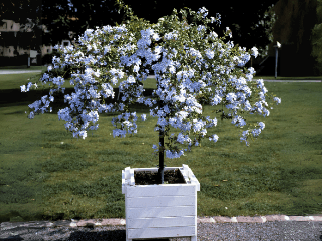 Plumbago in a plant pot