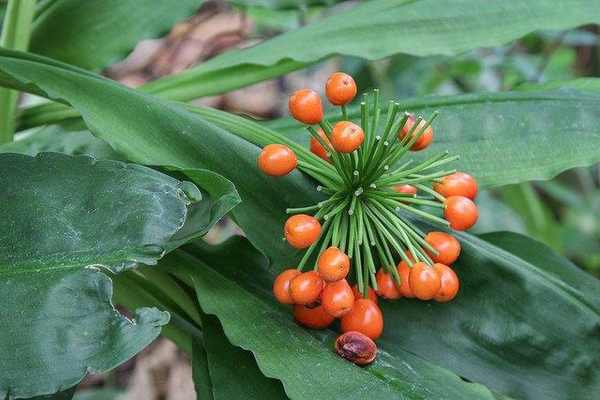Scadoxus multiflorus fruit
