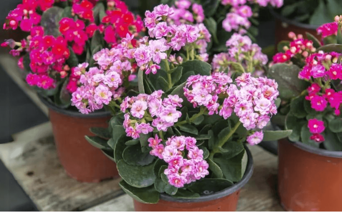 Several kalanchoes in a vase