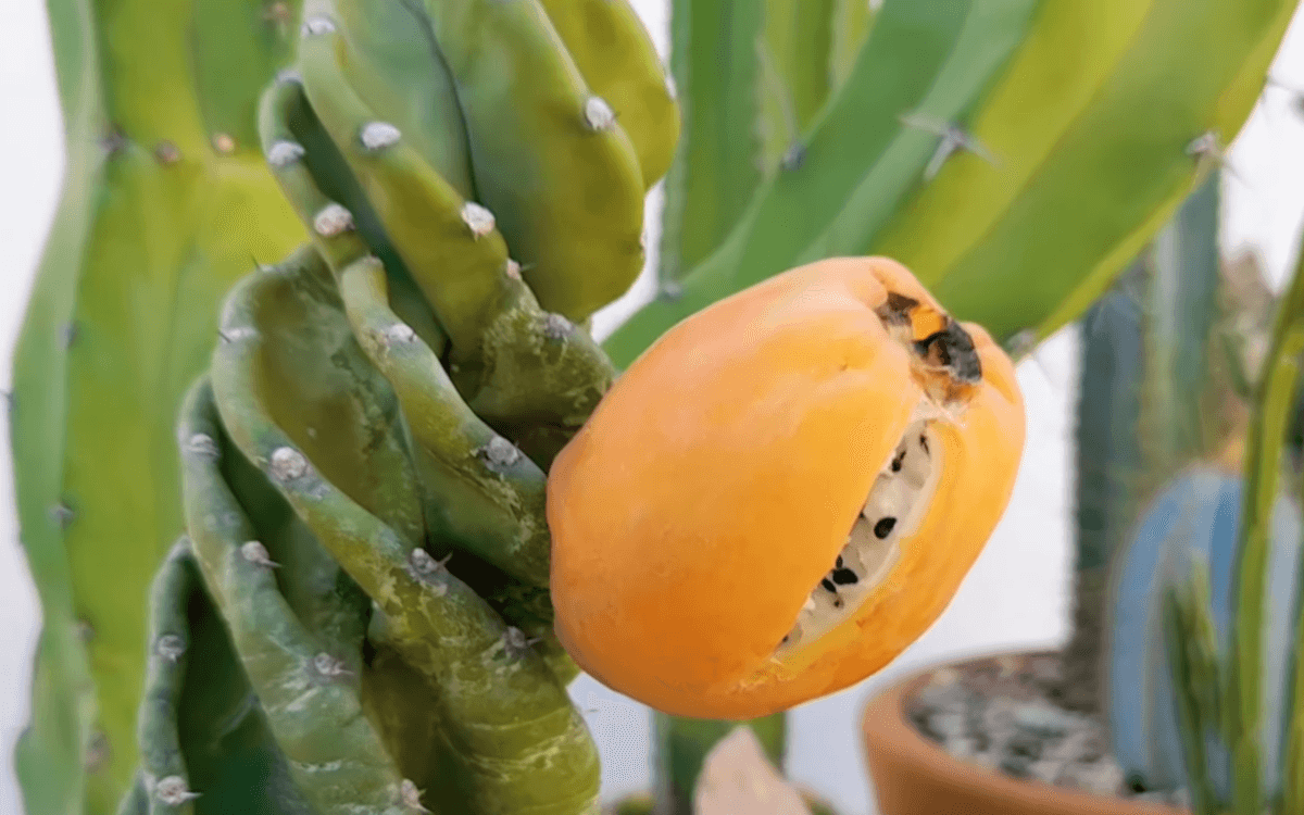 Spiral Cactus fruit
