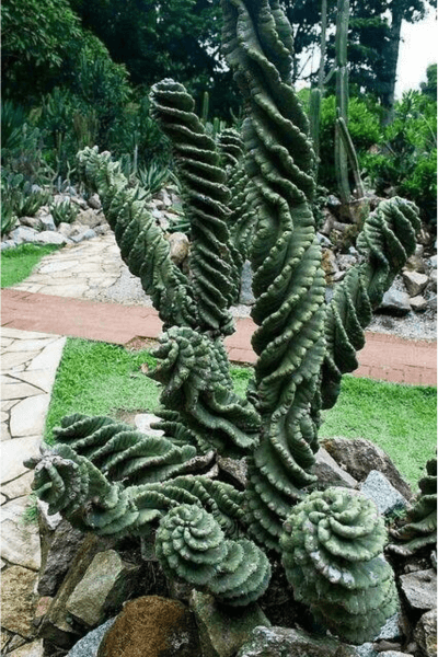 Spiral Cactus on the ground
