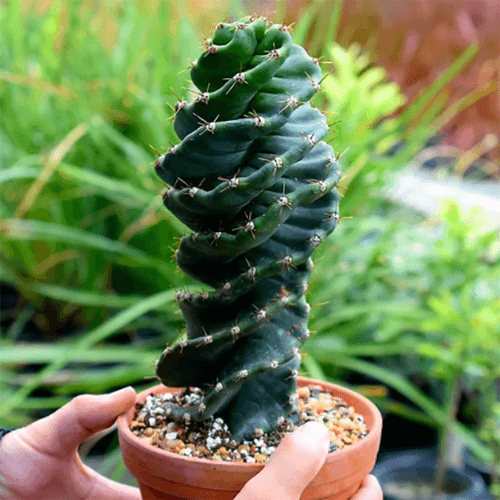 Spiral Cactus planted in the pot 02