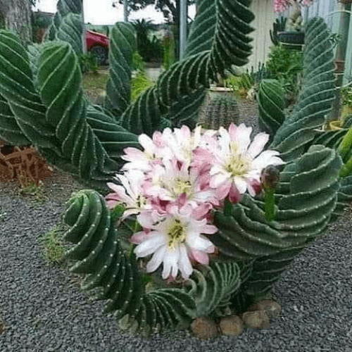 Spiral Cactus with flowers