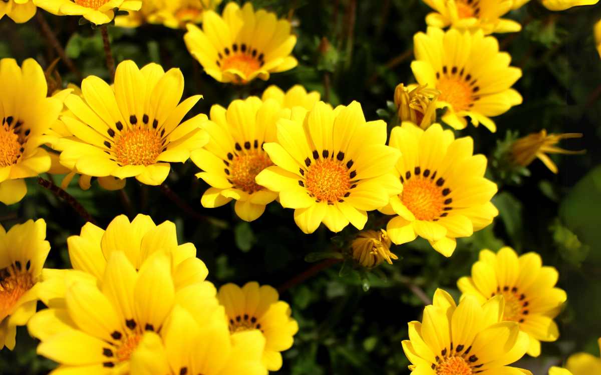 Yellow flowers gazania