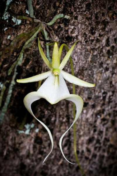 Ghost Orchid dendrophylax lindenii