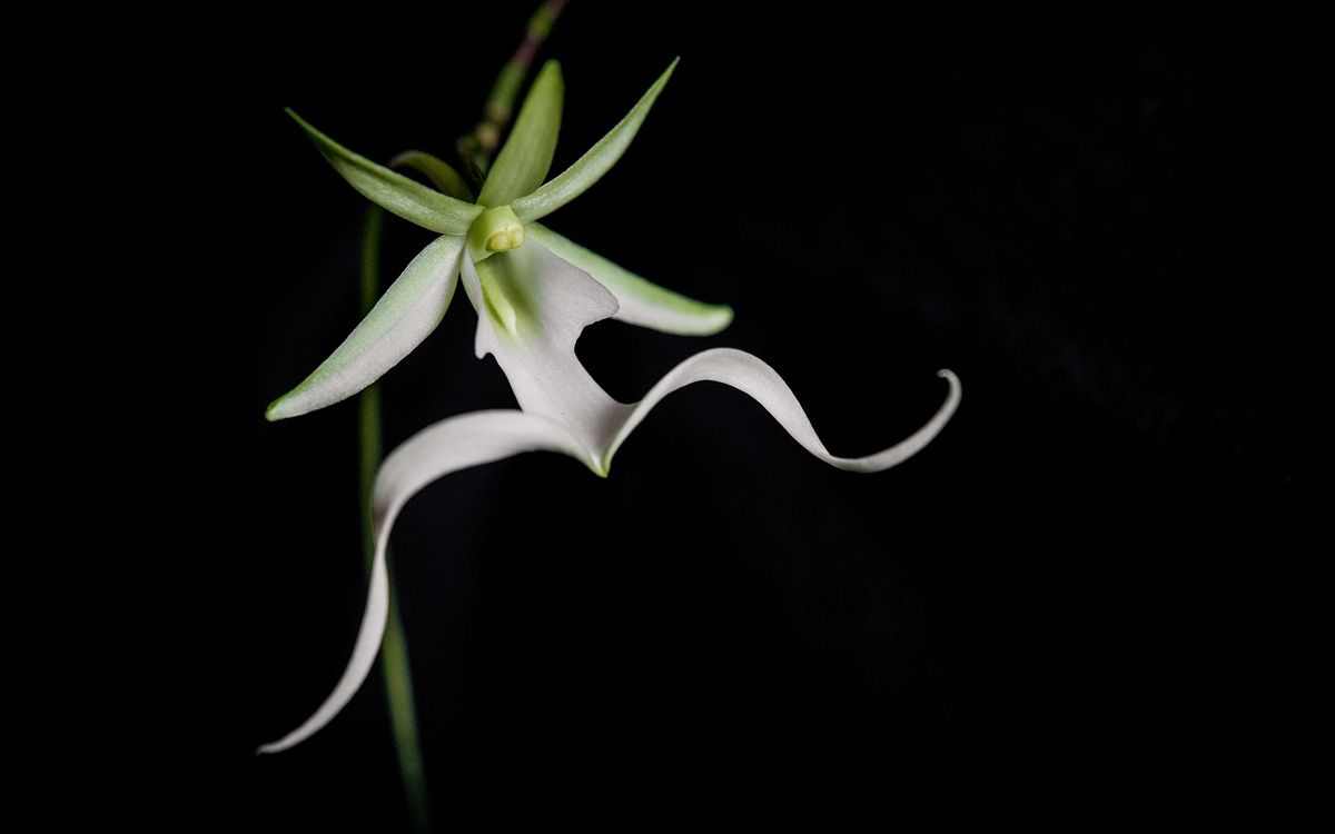 Ghost Orchid flower