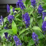 Blue Ginger: Properties, Care, and How to Propagate