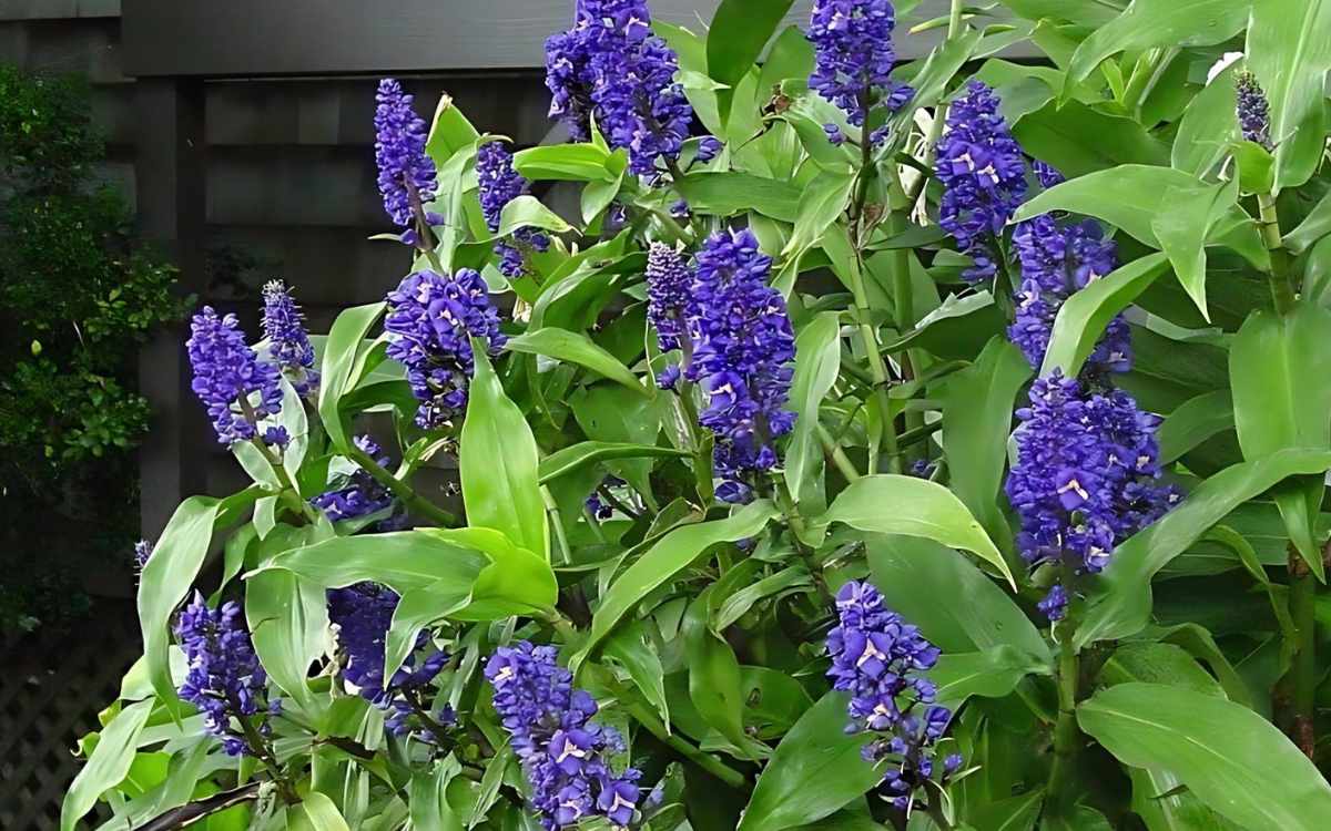 Various plants – blue ginger