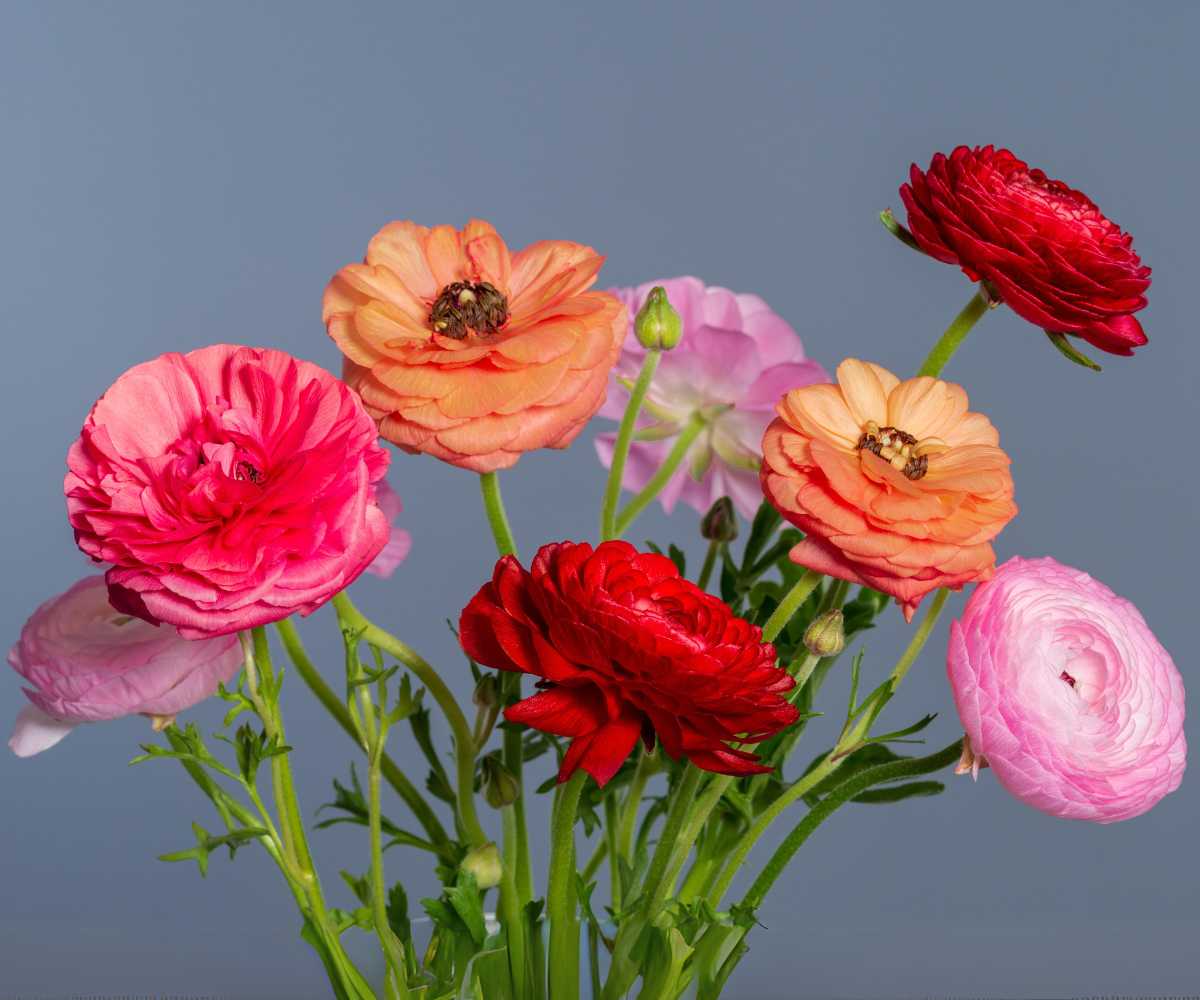 Bouquet of buttercups