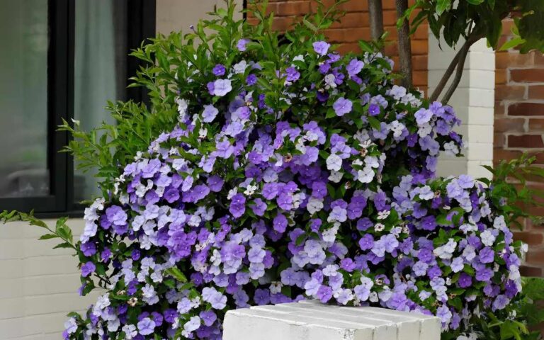 Manacá – featured image Manacá: How to Care and Make Seedlings (With Photos)