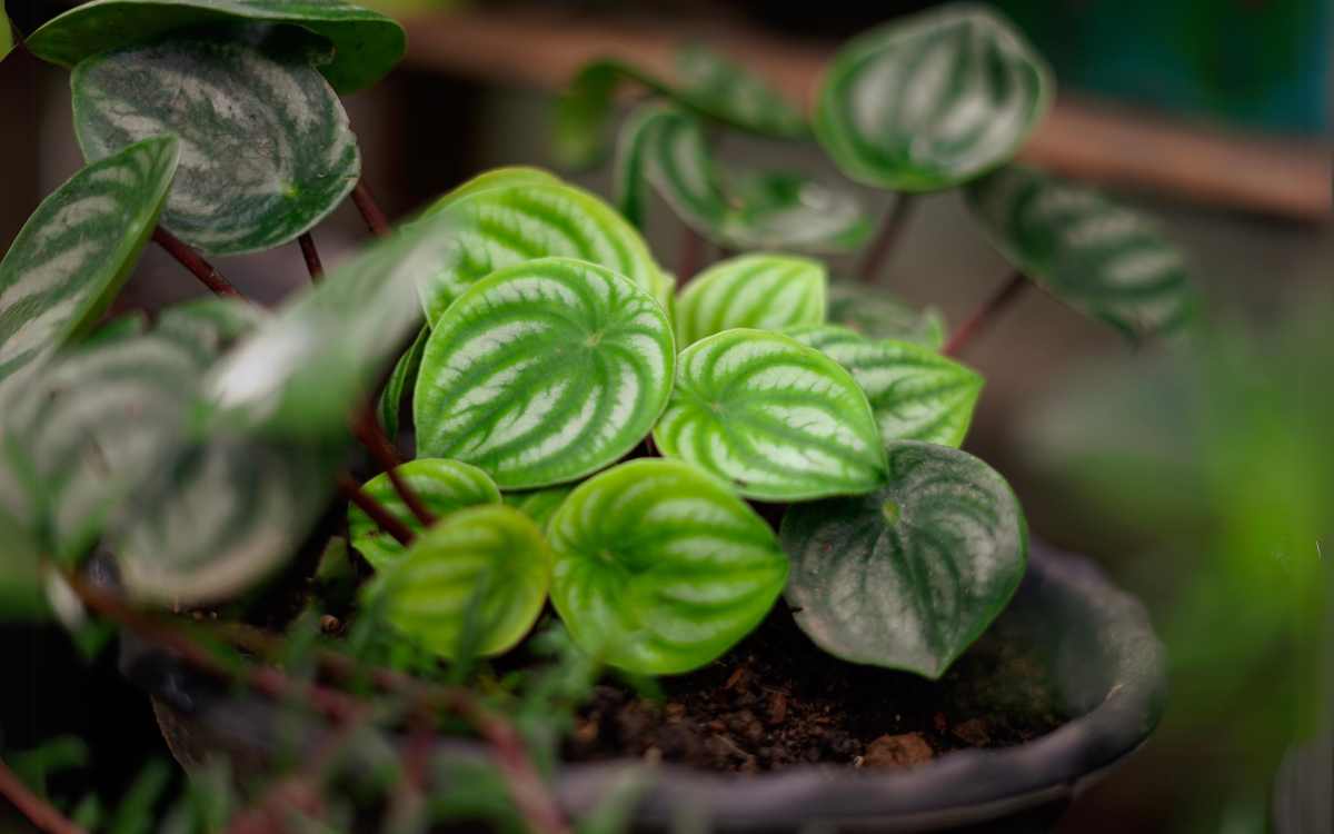 Peperomia Argyreia