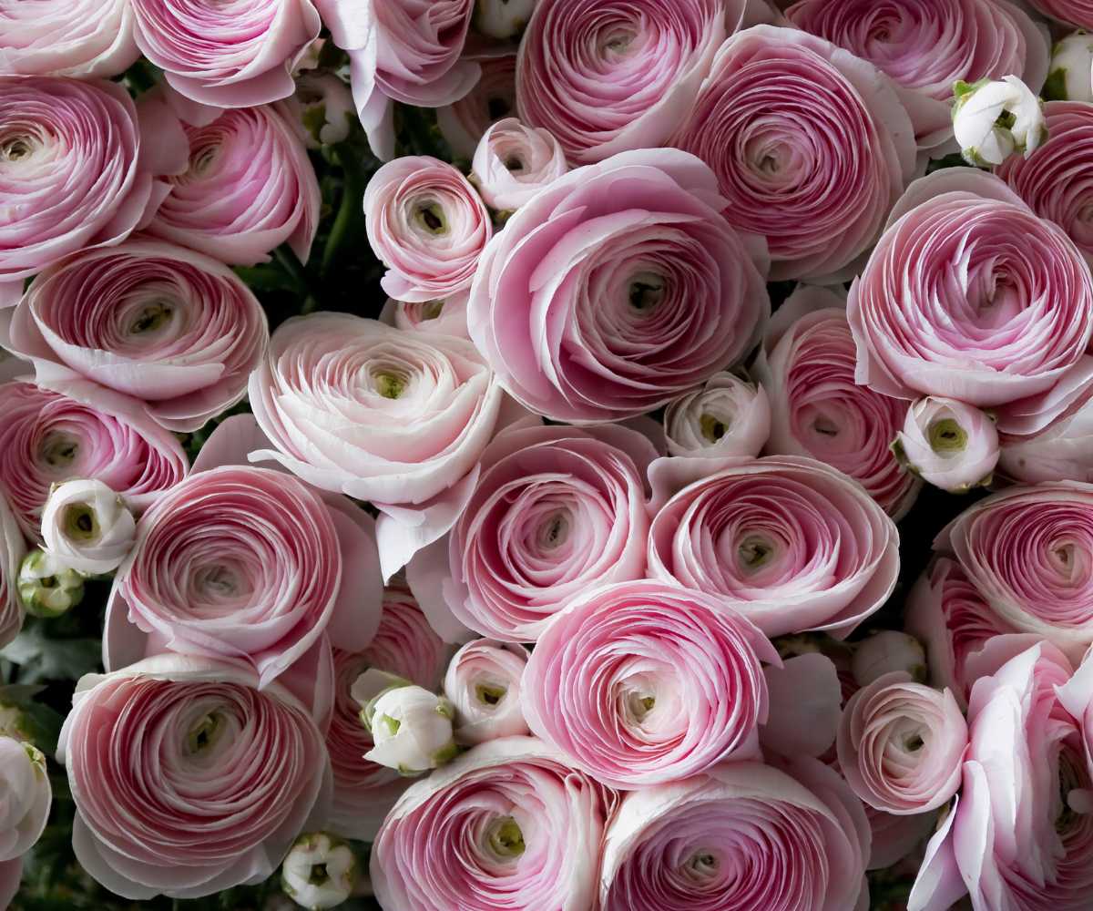 Pink and white ranunculus