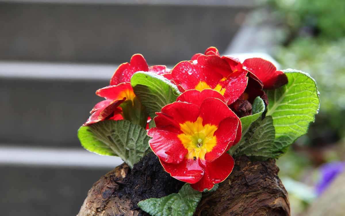 Primrose with red flower