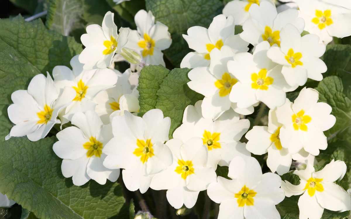 Primrose with white flower