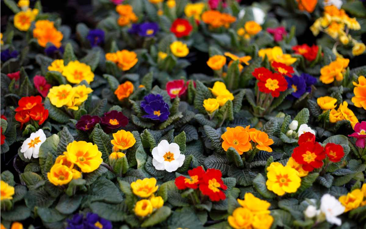 Primroses with flowers of different colors