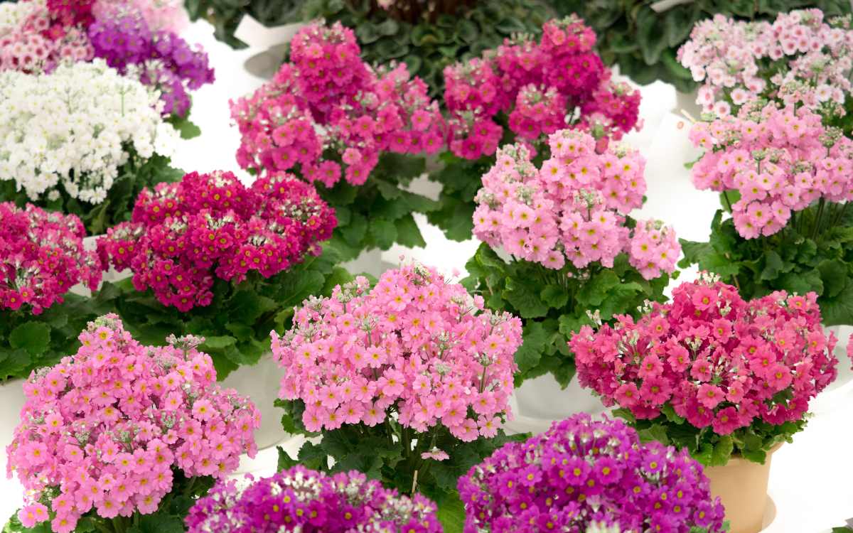 Primroses with pink flowers