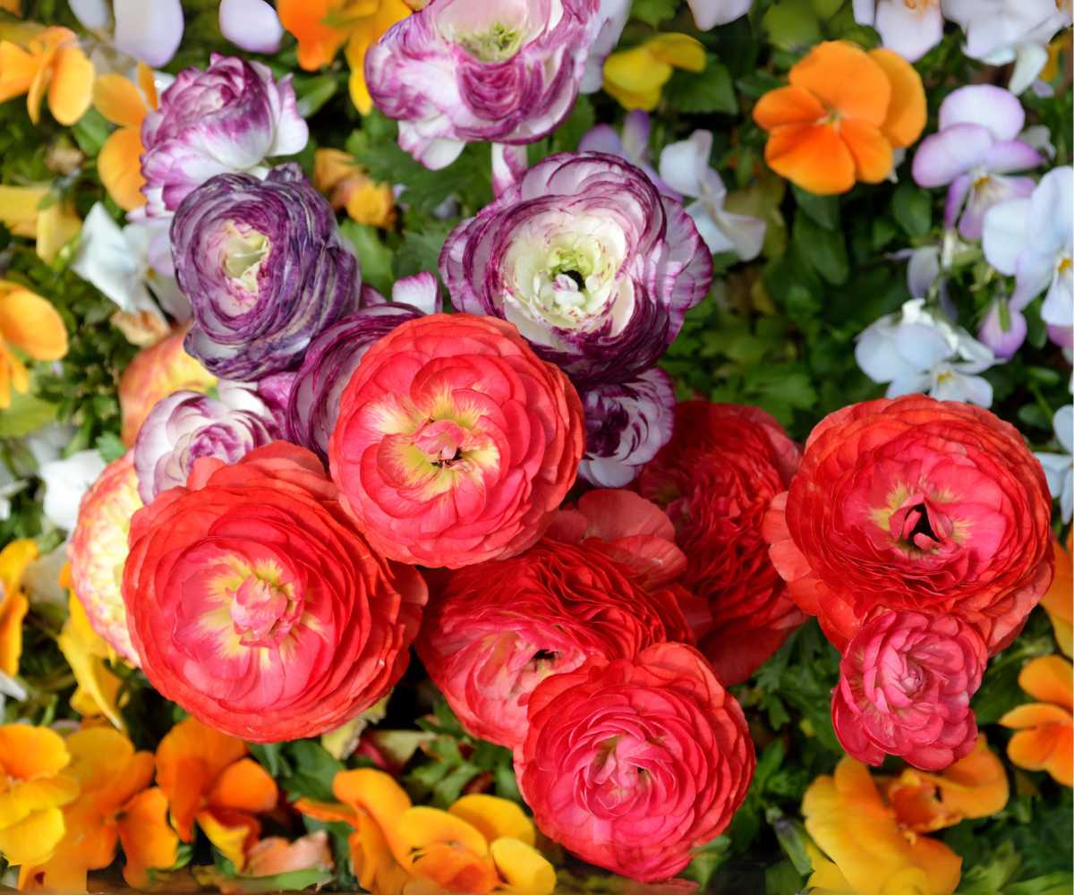 Ranunculus with flowers of different colors