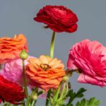 Ranunculus: How to Grow and Care (With Photos)