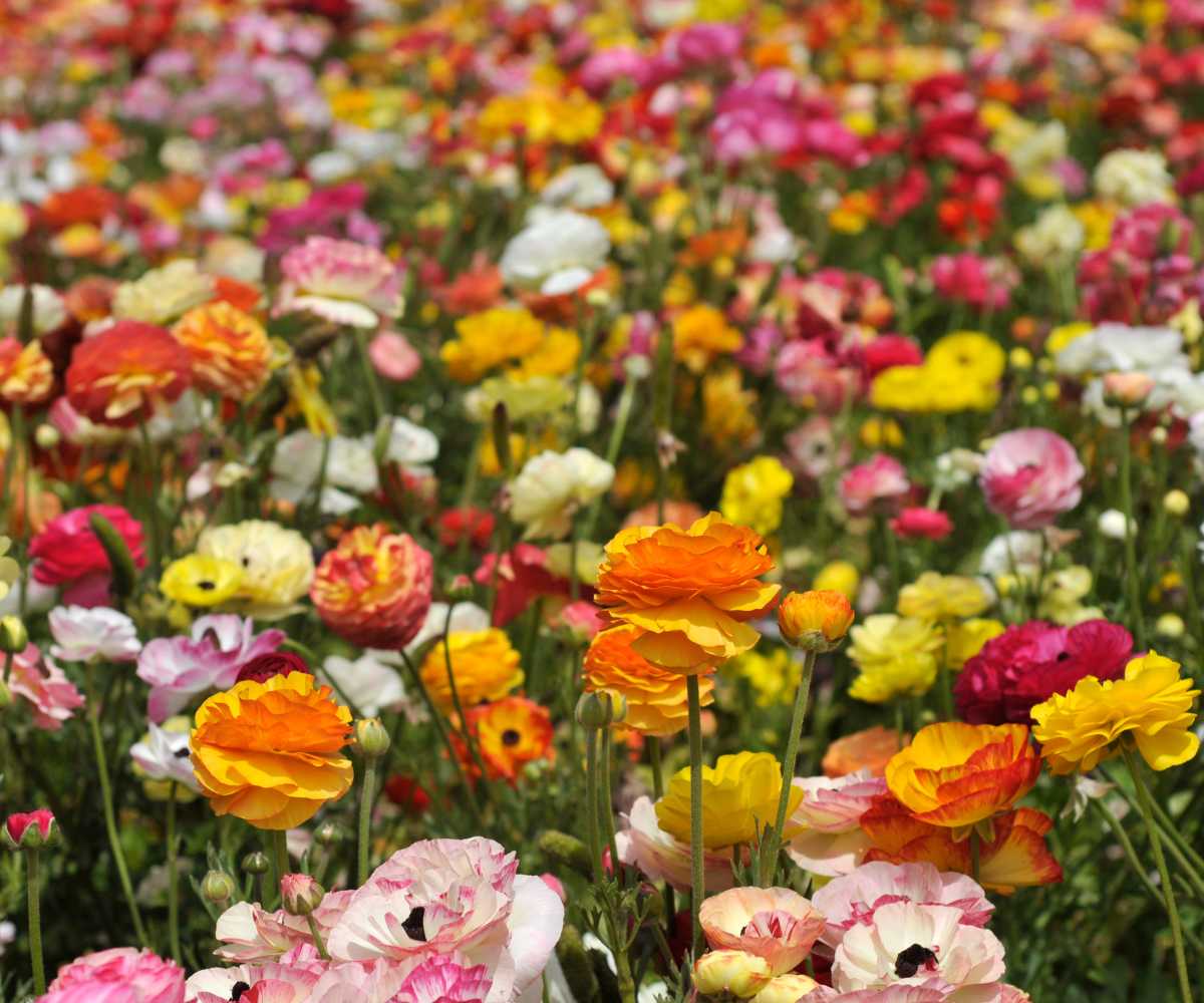 Various buttercups