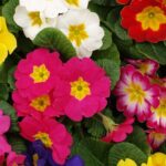 How to Grow and Care for Primrose Easily (Primula)