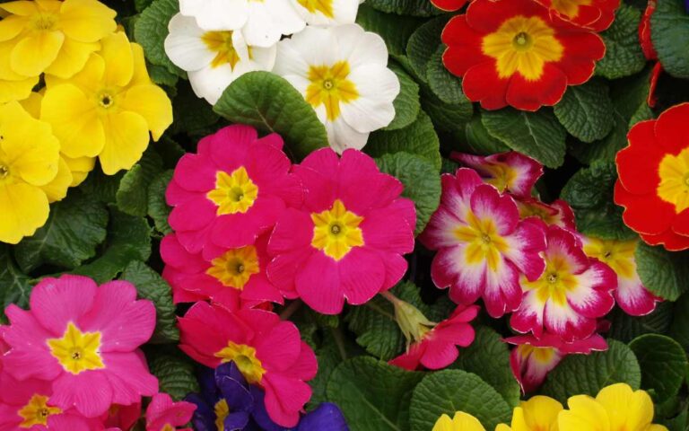 Various primroses Various primroses