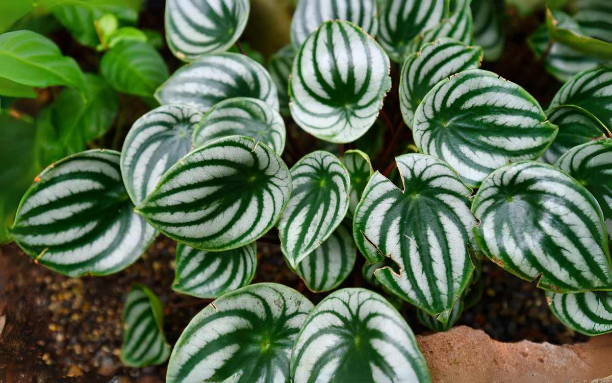 Watermelon Peperomia 02