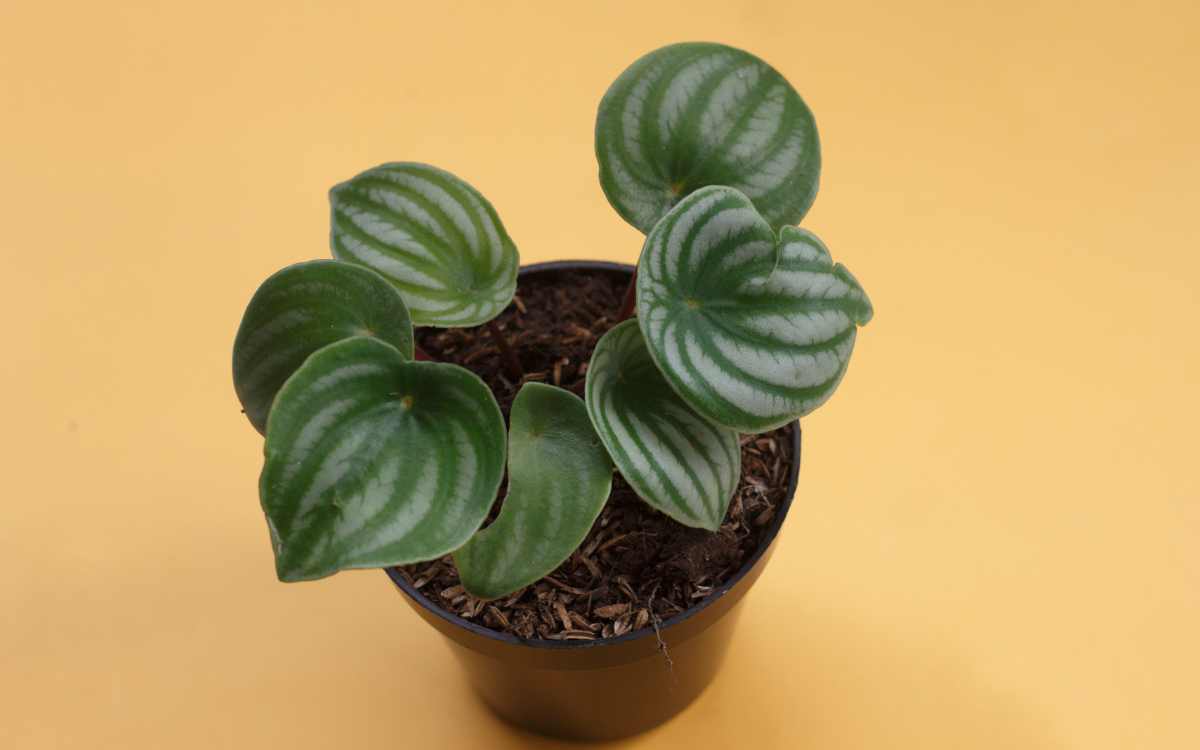 Watermelon Peperomia 03