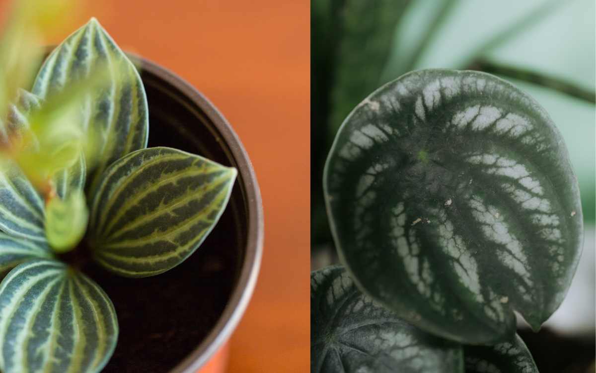 Watermelon Peperomia Peperomia Argyreia