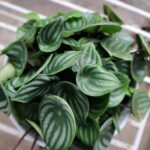Watermelon Peperomia: How to Grow and Care Easily