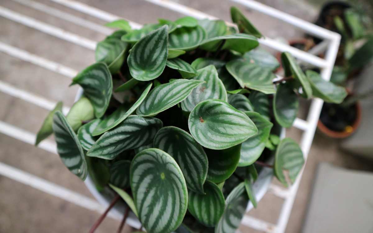 Watermelon Peperomia – featured image