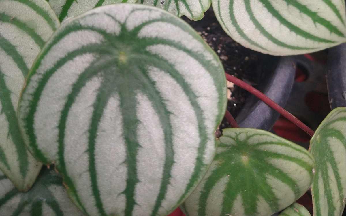 Watermelon Peperomia leaves