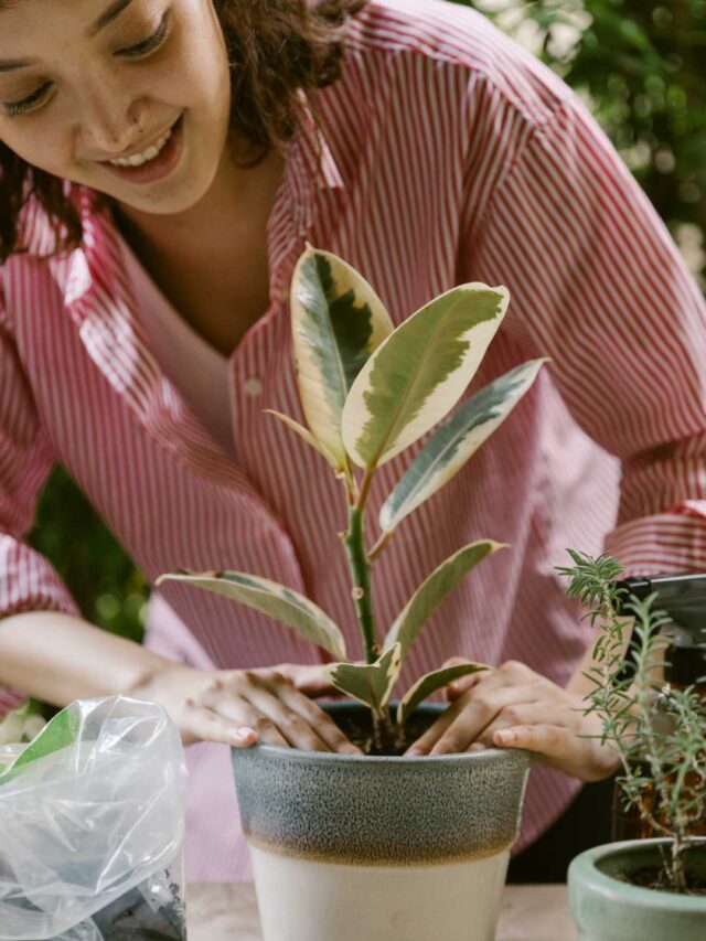 7 Perfect Plants to Start Your Garden