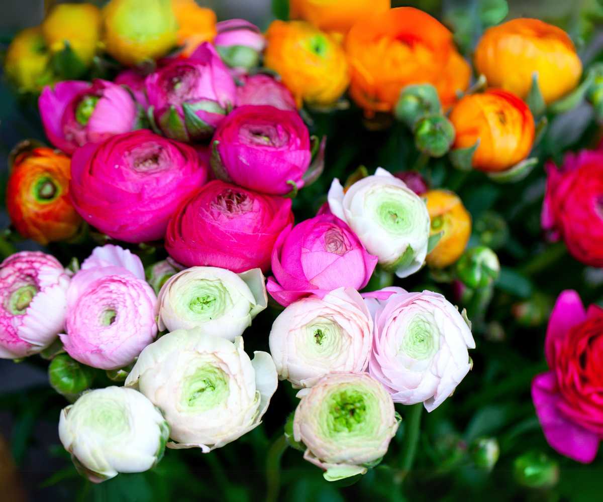 ranunculus flowers