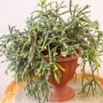 How to Grow and Care for Rhipsalis (Step-by-Step)