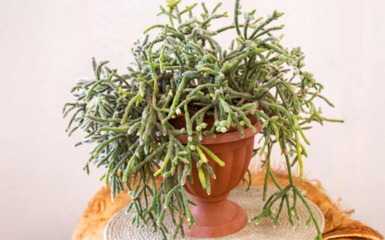 rhipsalis – imagem destacada rhipsalis – imagem destacada