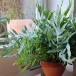 Blue Fern (Phlebodium aureum) - How To Grow and Care