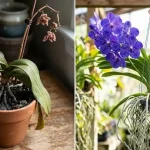 The surprising reason why this orchid cannot be planted in soil The surprising reason why this orchid cannot be planted in soil