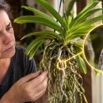 Why Isn’t Your Vanda Orchid Blooming? 5 Common Mistakes You Can Fix Now