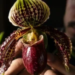 Why an Asian Orchid Is Named After a City in Cyprus