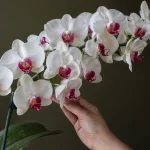 Why Your Phalaenopsis Produces 8 Flowers While the Nursery’s Produces 30 Why Your Phalaenopsis Produces 8 Flowers While the Nursery’s Produces 30