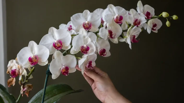 Why Your Phalaenopsis Produces 8 Flowers While the Nursery’s Produces 30 Why Your Phalaenopsis Produces 8 Flowers While the Nursery’s Produces 30
